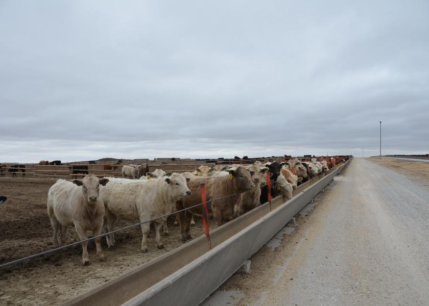 Feedlot cattle 