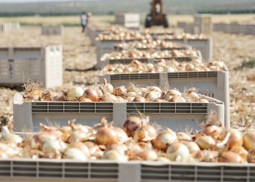 New Mexico’s onions coming on for summer deal The Packer