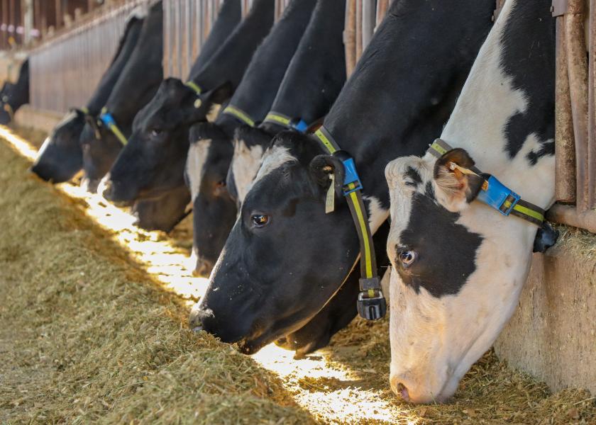 Using Activity Systems To Monitor Dry And Transition Cows | Dairy Herd