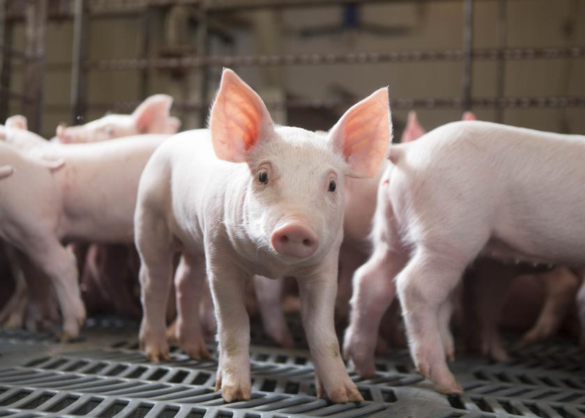 Why Does Vitamin D Matter? | Pork Business Why Does Vitamin D Matter? | Pork Business