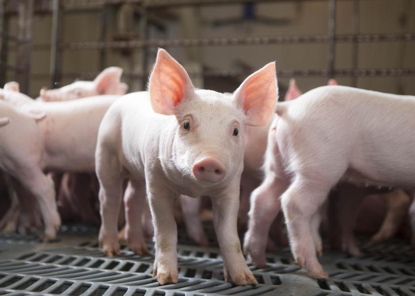 60 Minutes Missed Critical Details in Pig Farming Report, NPPC Says