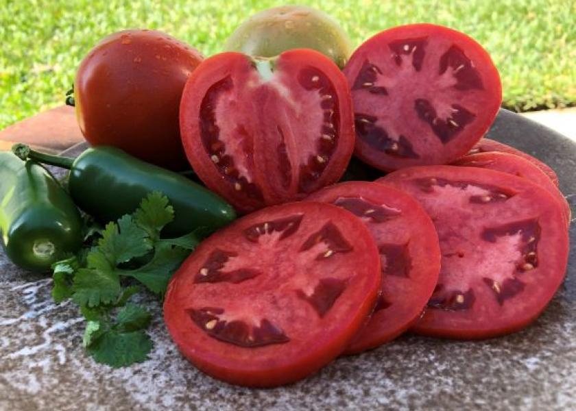 ‘Fla.8982’ Hybrid tomato