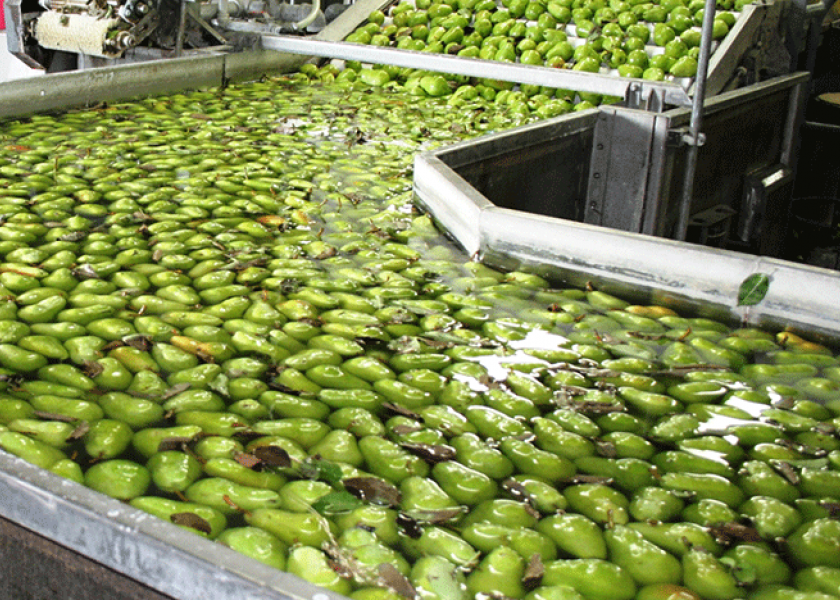 Washington and Oregon pear growers expect the fourth-largest crop this season, according to Pear Bureau Northwest.