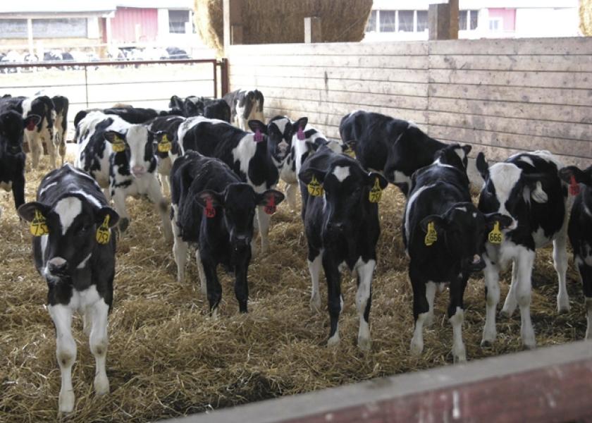 dairy calves