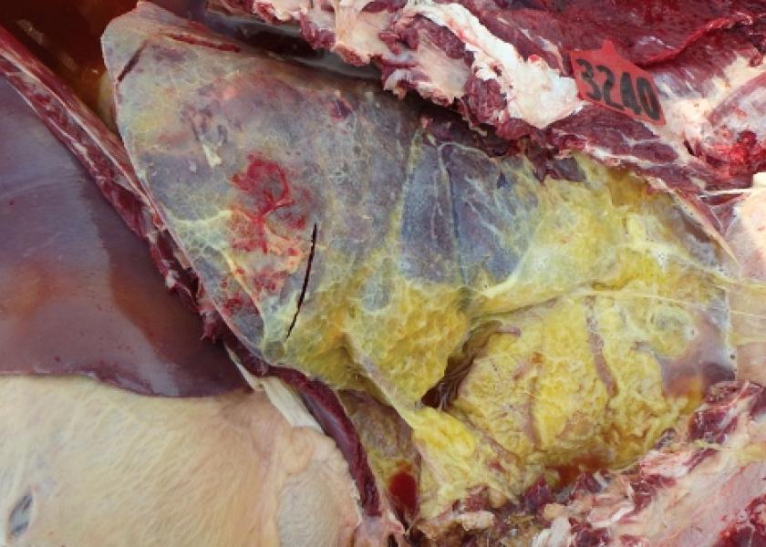 Fig. 1. The open-chest view shows cranioventral consolidation and fibrin on the pleural surface