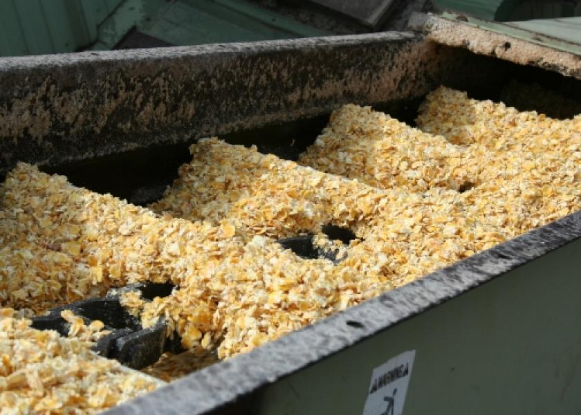 Aflatoxin, produced by Aspergillus fungus, is the most common mycotoxin in corn and other grains used in cattle feed.