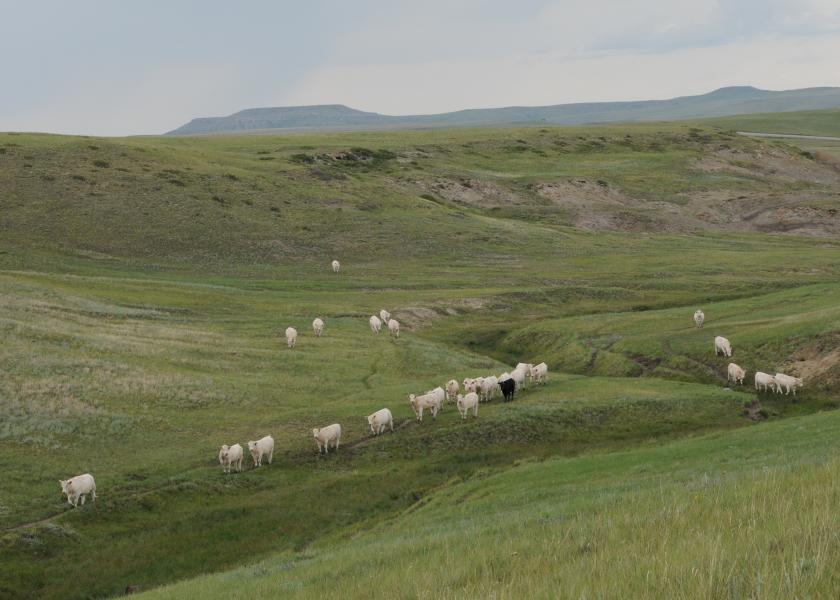 Most of cattle country has had abundant to excessive moisture this year—as evident from my travels from Oklahoma to Montana.