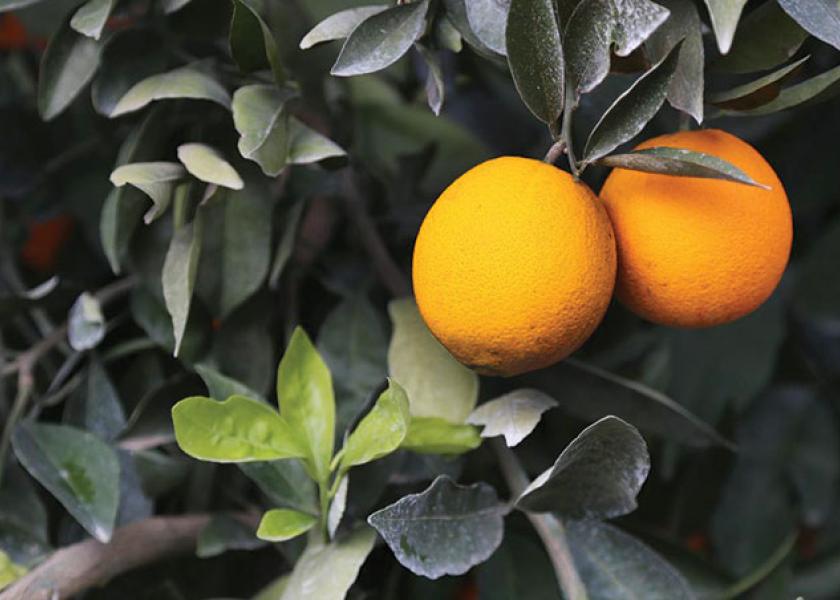 Winter citrus off to a good start | The Packer