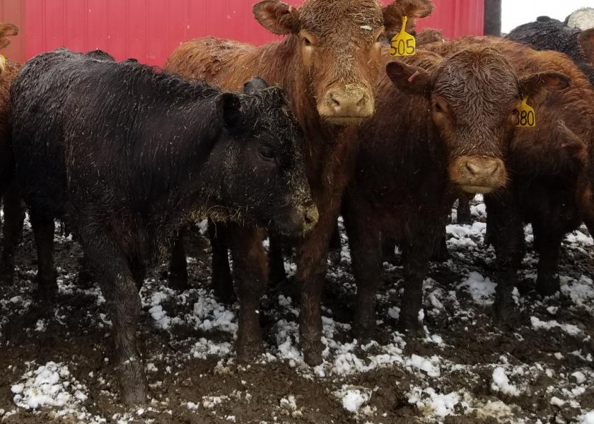 Flooding Could Force Producers to Move Cattle