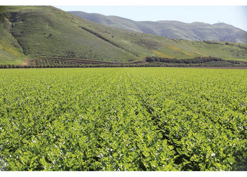 Boskovich Fresh Food Group grows celery in Oxnard from November through June, when the deal moves to Santa Maria, says sales manager Russ Widerburg. Widerburg expects good quality this spring on the company’s extensive product line.