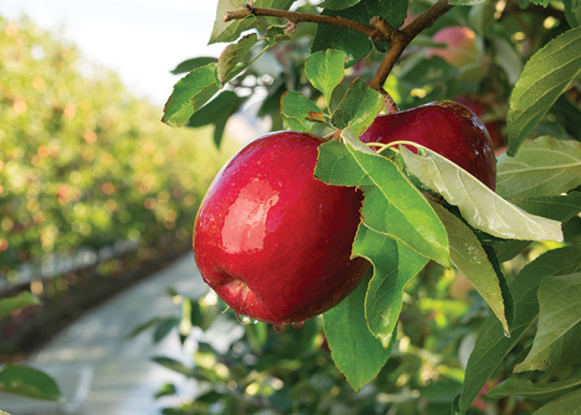 Washington apple volume could be similar to last year’s crop