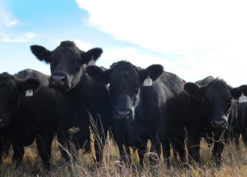 Glenn Selk: The Three Stages of Calving