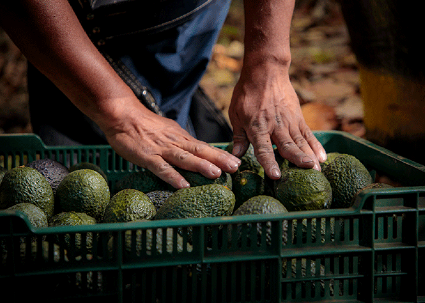 Prometo Produce has Fairtrade avocados