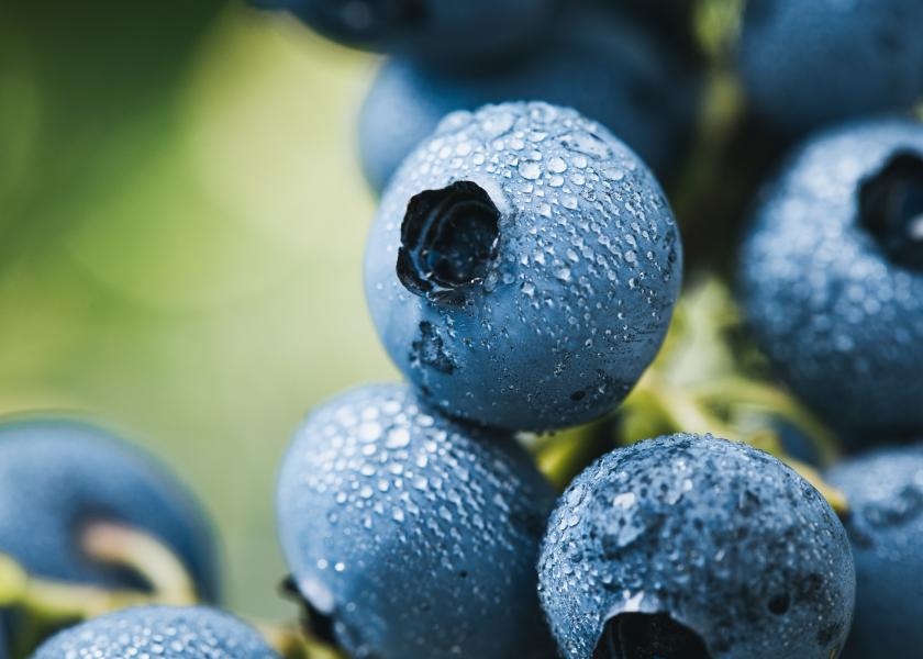 Chilean blueberry production expected to rise