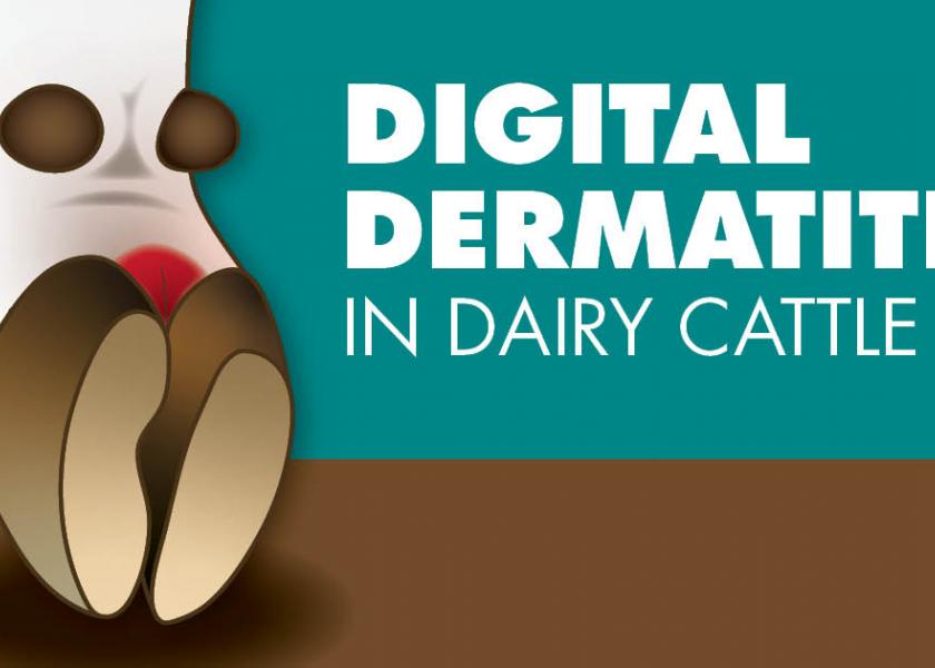 Get a Better Handle on Digital Dermatitis