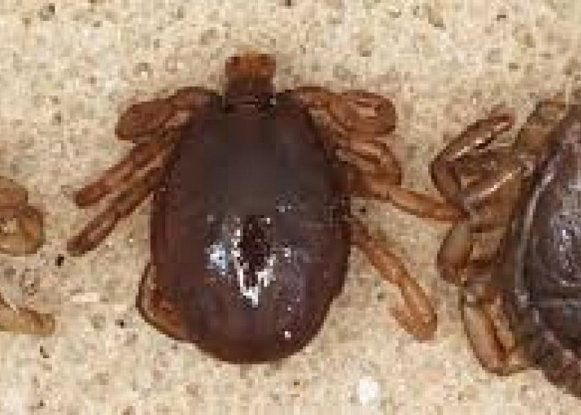 Cattle fever ticks carry bovine babesiosis, which is severe and often fatal.