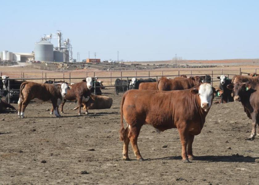 Fed cattle traded in a wide range