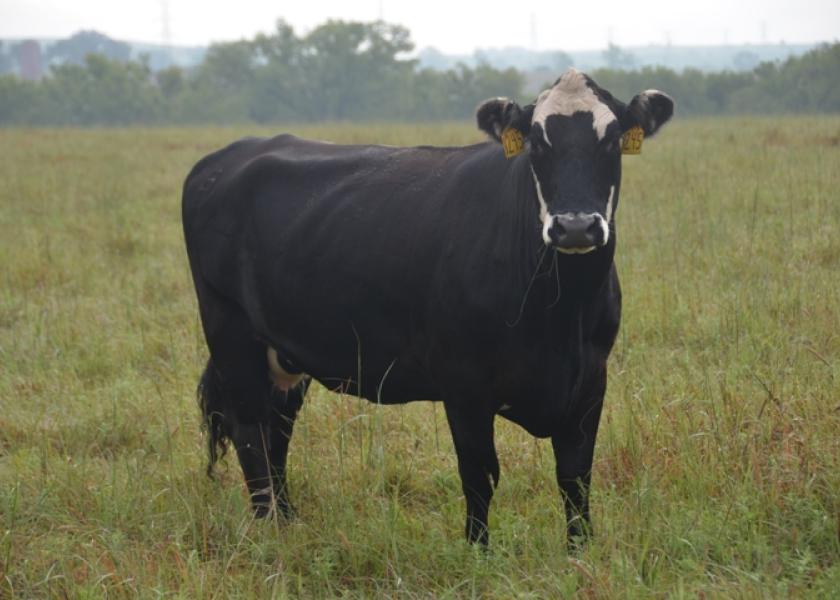 Proportion of cows still open after calving with normal resumption