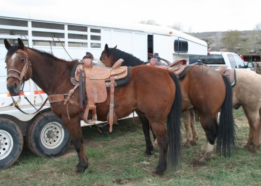 Horses have accounted for most VSV cases so far this summer, but the disease often affects cattle.