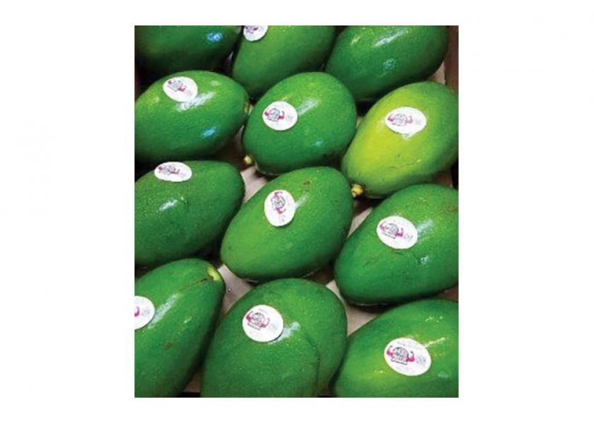 Florida avocado shipments show growth in 2019