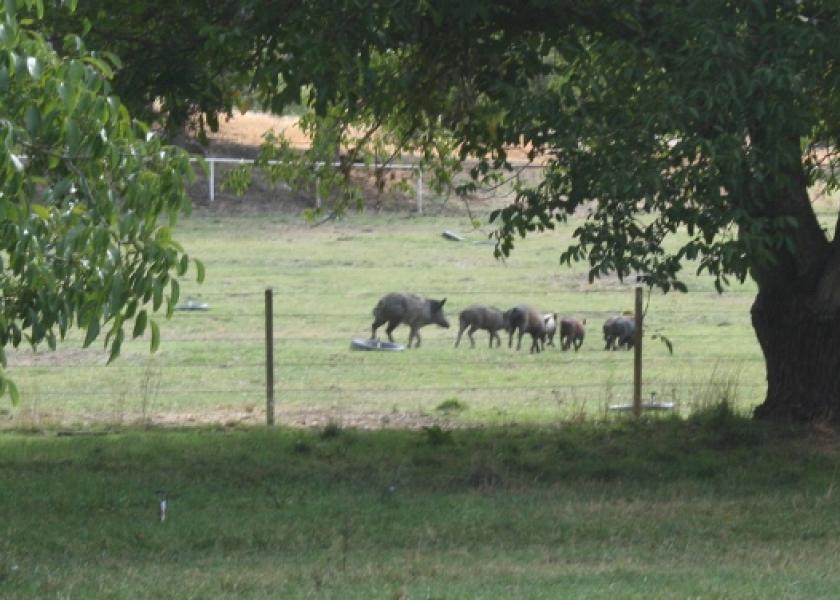 Feral swine are an invasive species causing extensive and costly damage and disease threats to crops, property, native ecosystems, livestock health, and human health.