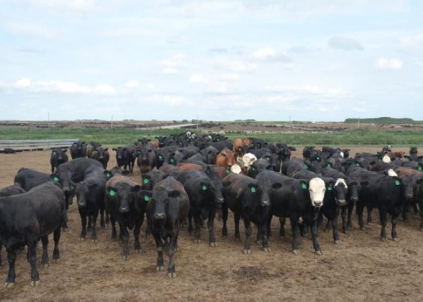 Feedlot cattle