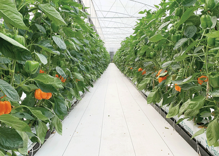Mexican greenhouse production soars