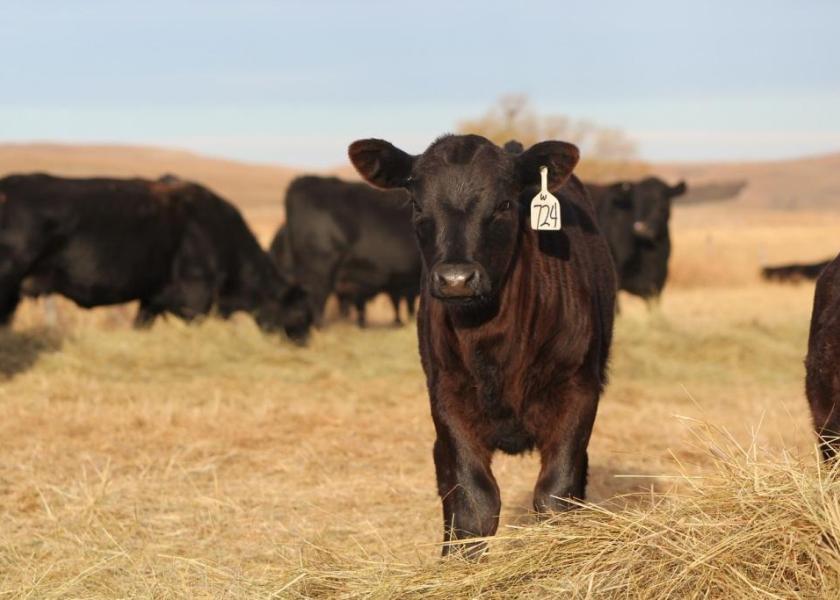 Feeding Moldy Hay