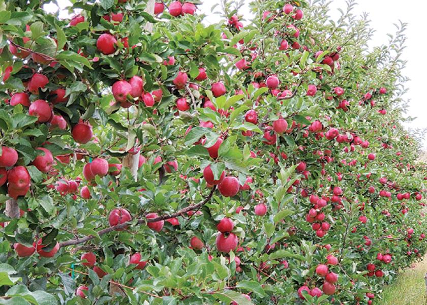 The New Year brings opportunities for core apple varieties