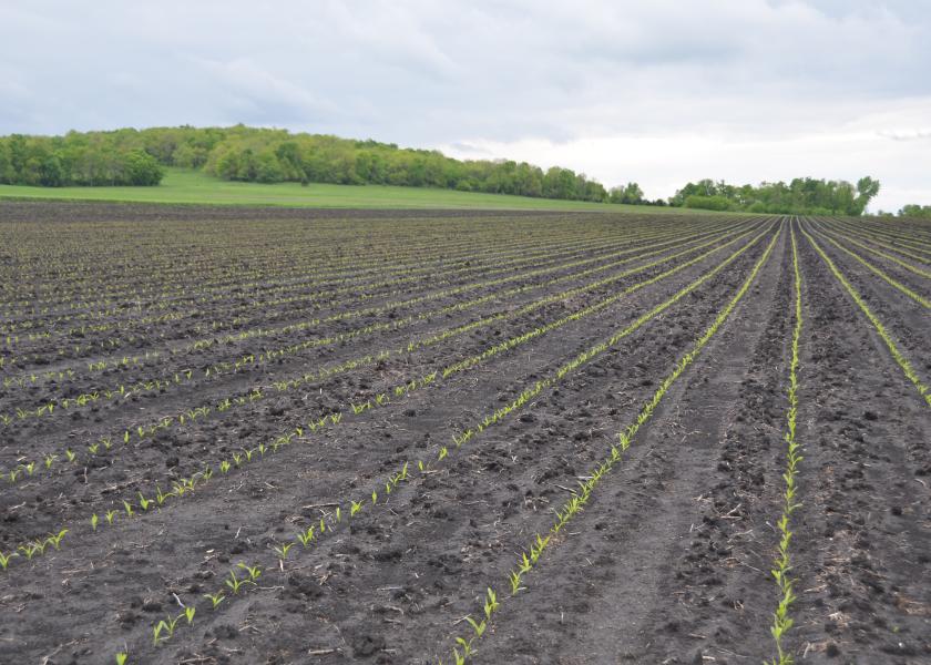 Cold Soils Mean Starter Fertilizer Could Pay 