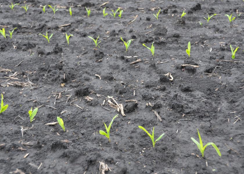 As Wet Weather Benches Planters, Farmers Eyeball Shorter Maturity Crops