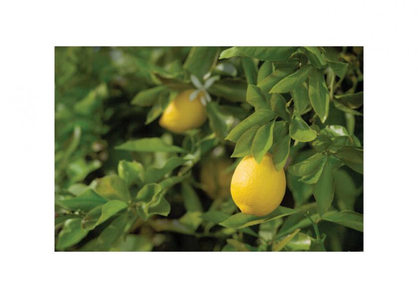 Lemons are among the summertime citrus favorites available from Sunkist Growers Inc., says Christina Ward, director of global brand marketing. The company’s product line also includes oranges, limes and grapefruit.