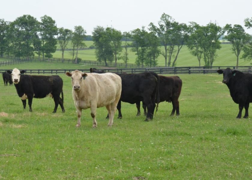 Getting Cows to Breed Back and Breed Up Quickly