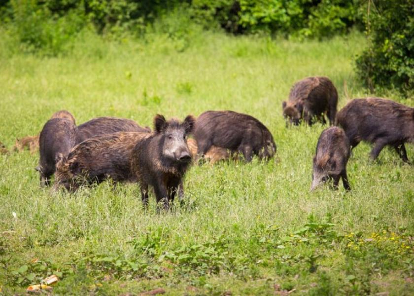 Germany Finds New African Swine Fever Case in Wild Boar