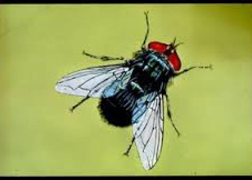 A nuisance to animals and people, adult flies continue to lay eggs if adult fly and larval populations are not controlled.