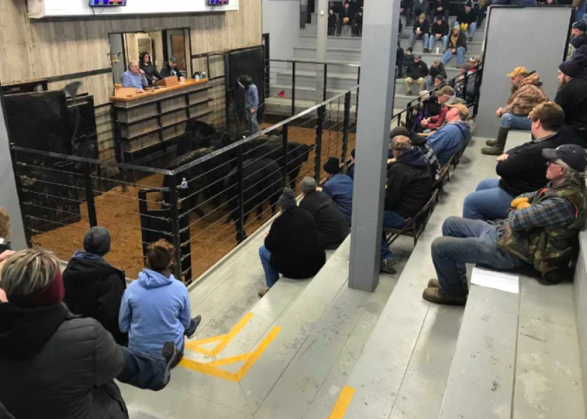 A feeder cattle auction in Northern Indiana.