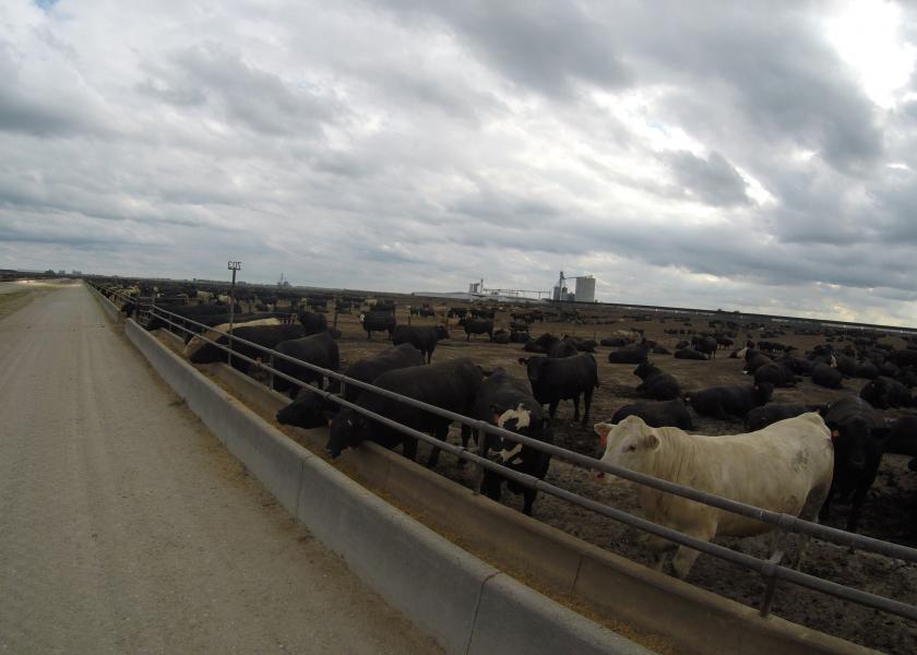 Stock photo of cattle on feed. 
