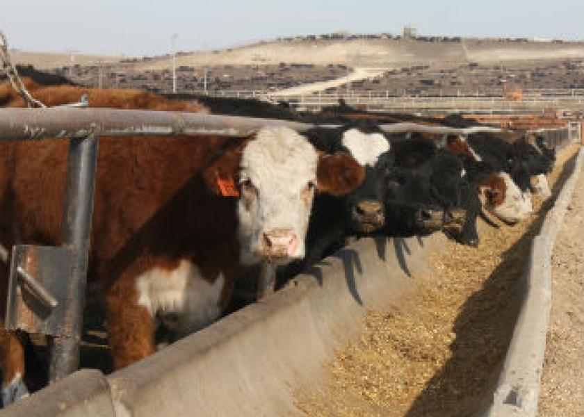 Cattle in feedyard