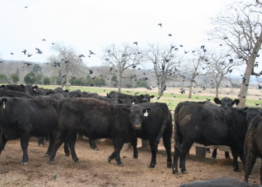 Fly control is a key component in preventing spread of the virus.
