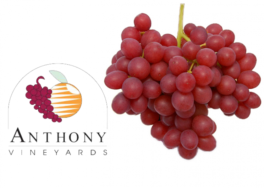 Anthony Vineyards ups production of new grape varieties