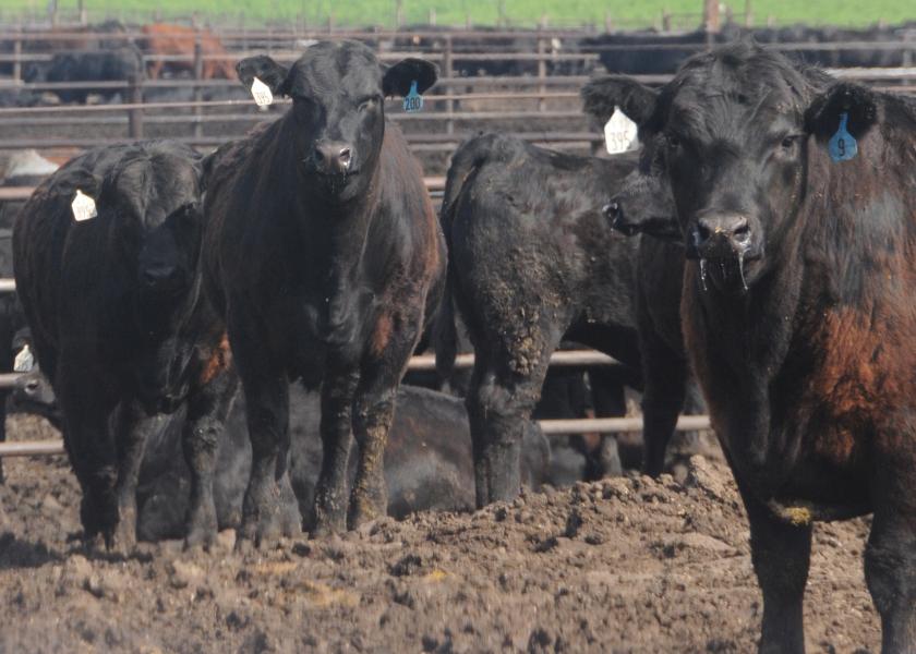 Cattle feeding margins improved $43 per head last week as cash prices gained nearly $2 per cwt.