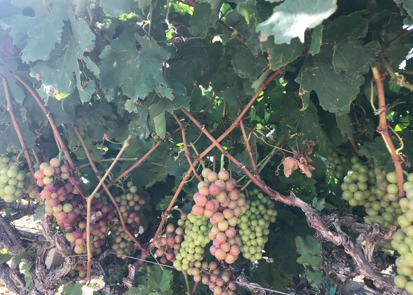 Grapes start to color up in the Coachella Valley in early May.