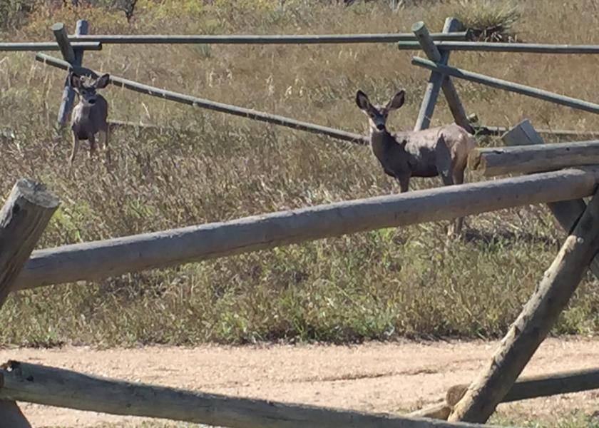 Cervids, such as these young mule deer, can contract and transmit chronic wasting disease.