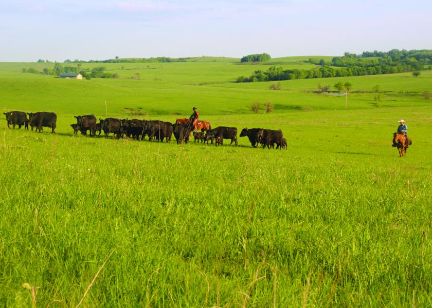 Hog, Live Cattle Futures Fall on Plant Shutdowns