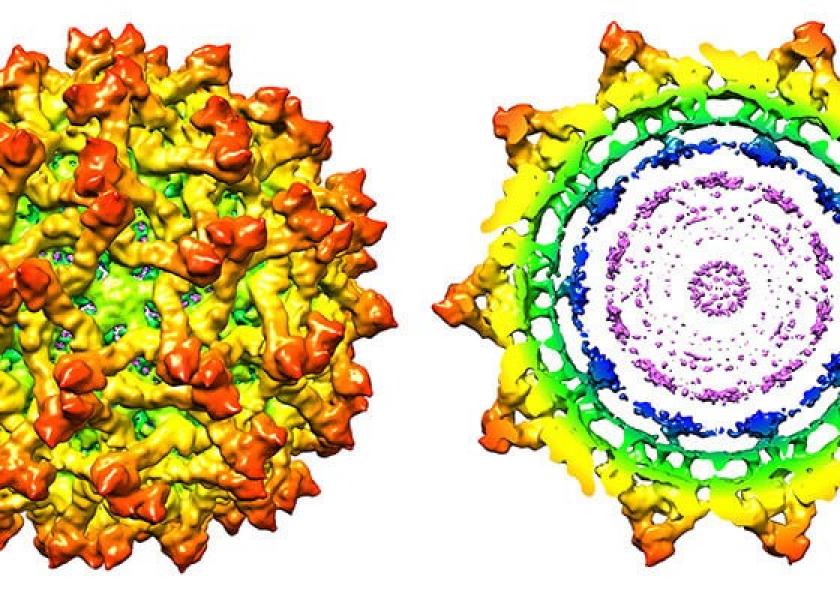 This high-resolution structure of the immature Zika virus discovered by Purdue scientists provides insights important to the development of effective antiviral treatments and vaccines. The tools used to solve this structure also will help advance animal health care through research in structural biology, microbiome discovery and protein evolution that Purdue and Elanco are collaboratively conducting.  