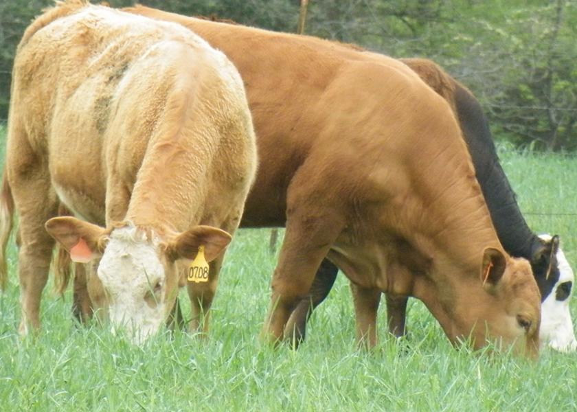 Grazing wheat pasture