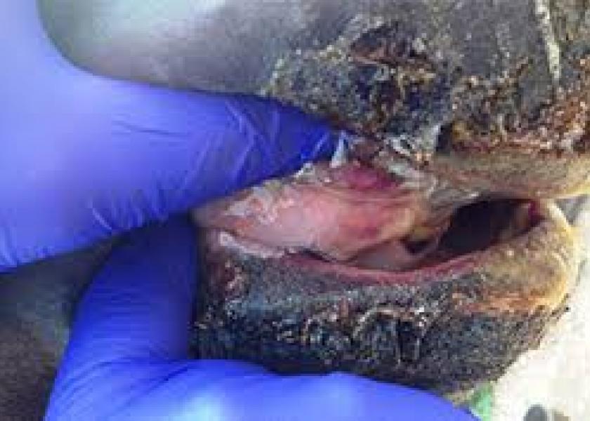 Signs of VSV, such as blisters and sores on the mouth, tongue, muzzle and the coronary band above the hooves, can appear similar to those for foot and mouth disease (FMD).



