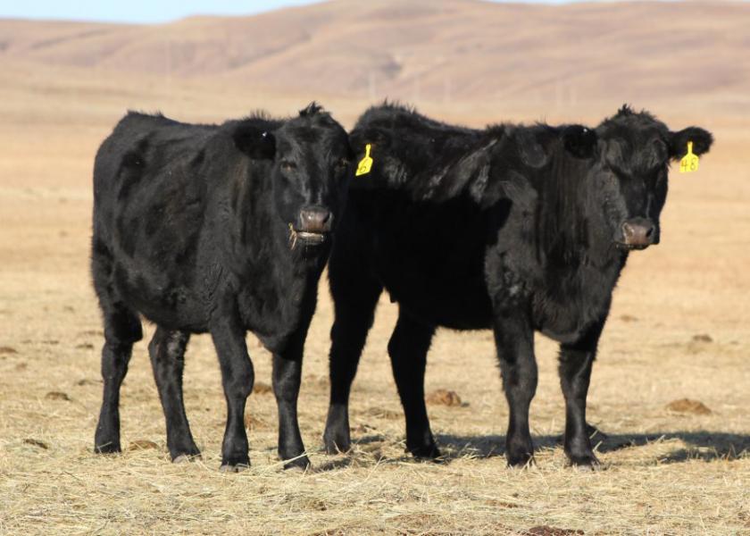 Now is a good time to assess both cow body condition and feed resources and develop a plan to provide adequate nutrition to meet cow needs. 