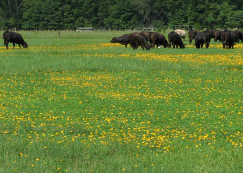 Mixing Up Your Grazing Adding New Forages to Existing Pasture