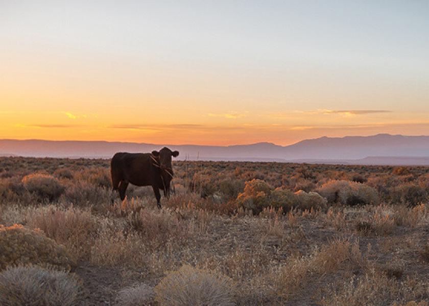 Federal lands grazing